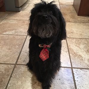 Meet your Posher, Darlene